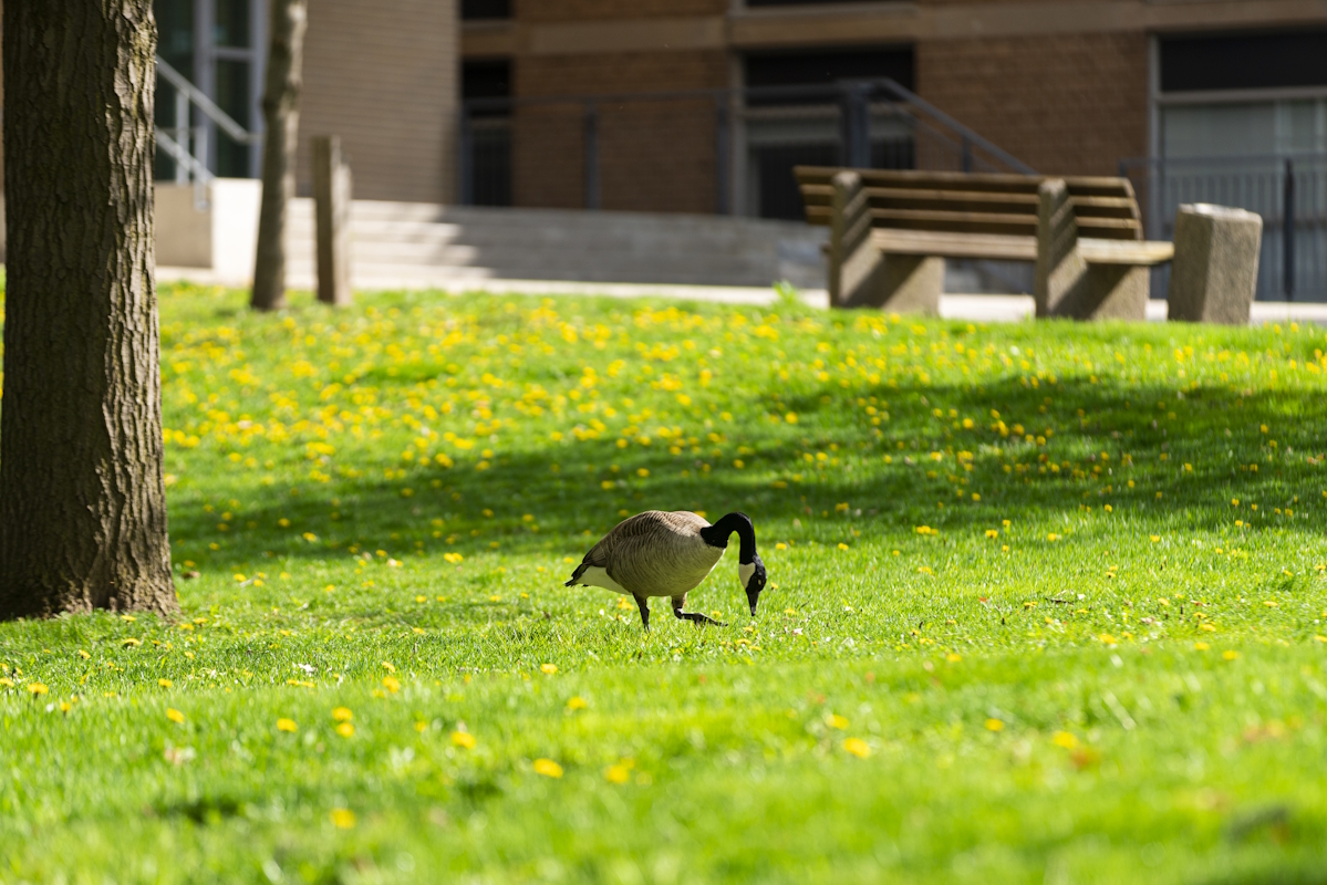 Photo of goose in the spring